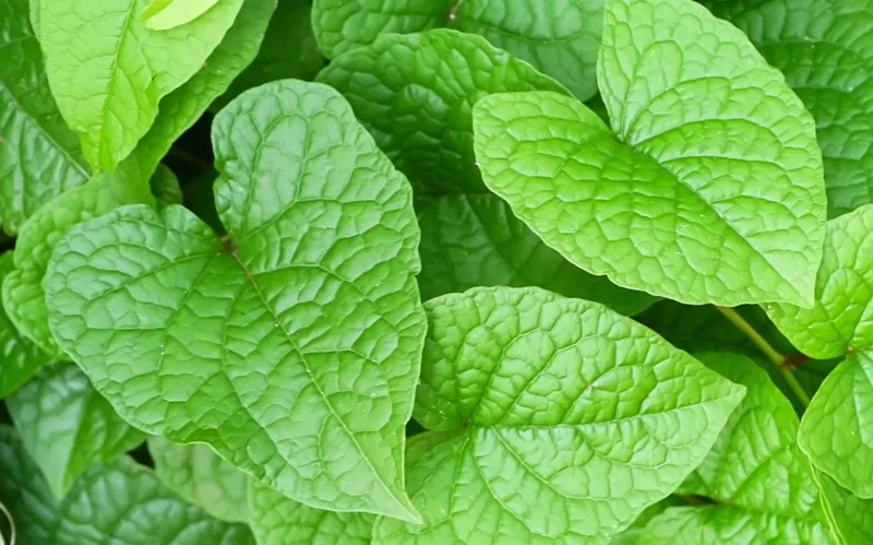 Set of 4 Mexican Creeper Live Plants - Pink Flowering Vine, 4-6" Tall, Bare Root, Outdoor - Image 7