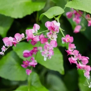 Set of 4 Mexican Creeper Live Plants - Pink Flowering Vine, 4-6