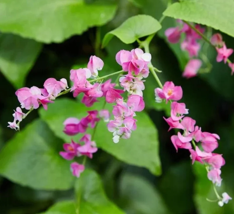 Set of 4 Mexican Creeper Live Plants - Pink Flowering Vine, 4-6" Tall, Bare Root, Outdoor - Image 8