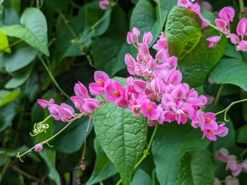 Set of 4 Mexican Creeper Live Plants - Pink Flowering Vine, 4-6" Tall, Bare Root, Outdoor - Image 9