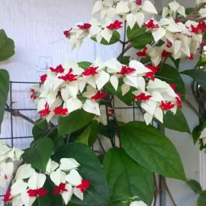 Set of 4 Mixed Bleeding Heart Vine Live Plants – 5-9