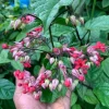 Set of 4 Mixed Bleeding Heart Vine Live Plants – 5-9" Tall – Rooted Starters - Image 1