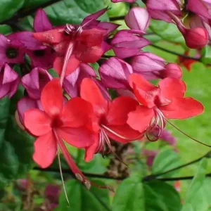 Set of 4 Mixed Bleeding Heart Vine Live Plants – 5-9
