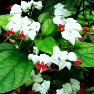 Set of 4 Mixed Bleeding Heart Vine Live Plants – 5-9