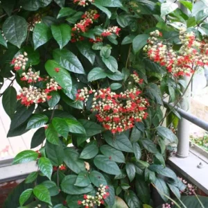 Set of 4 Mixed Bleeding Heart Vine Live Plants – 5-9