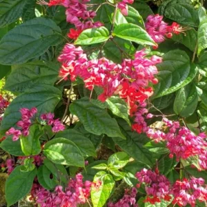 Set of 4 Mixed Bleeding Heart Vine Live Plants – 5-9