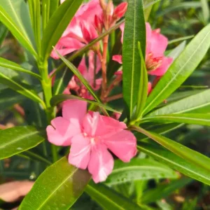Set of 4 Pink Oleander Live Plants – 4-8
