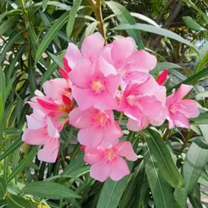 Set of 4 Pink Oleander Live Plants – 4-8