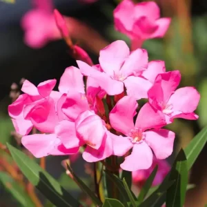 Set of 4 Pink Oleander Live Plants – 4-8