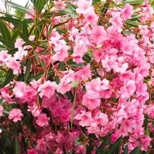 Set of 4 Pink Oleander Live Plants – 4-8