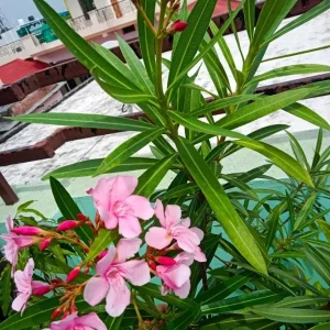 Set of 4 Pink Oleander Live Plants – 4-8