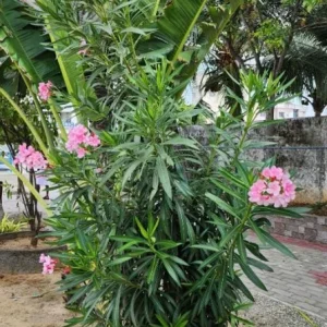 Set of 4 Pink Oleander Live Plants – 4-8
