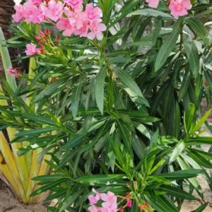Set of 4 Pink Oleander Live Plants – 4-8