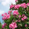 Set of 4 Pink Oleander Live Plants – 4-8" Tall Flowering Ornamental Shrubs - Image 1