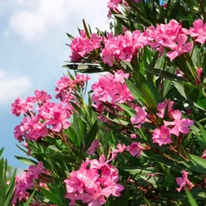 Set of 4 Pink Oleander Live Plants – 4-8