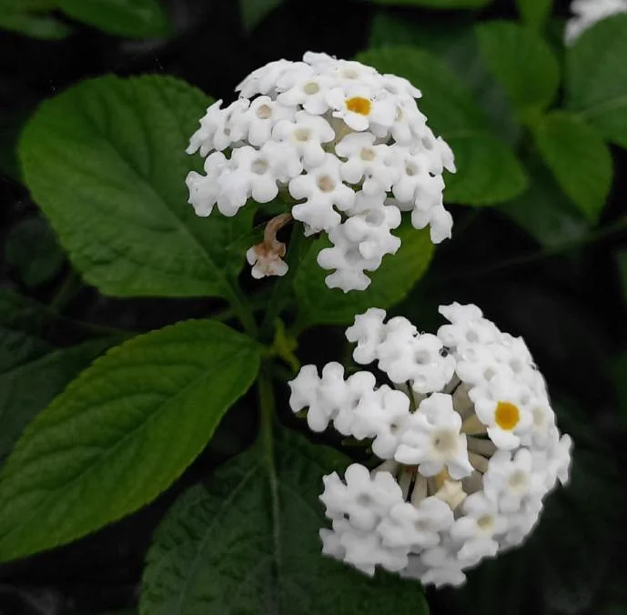 Set of 4 White Trailing Lantana Live Plants – 4-6” Tall – Flowering Groundcover - Image 4