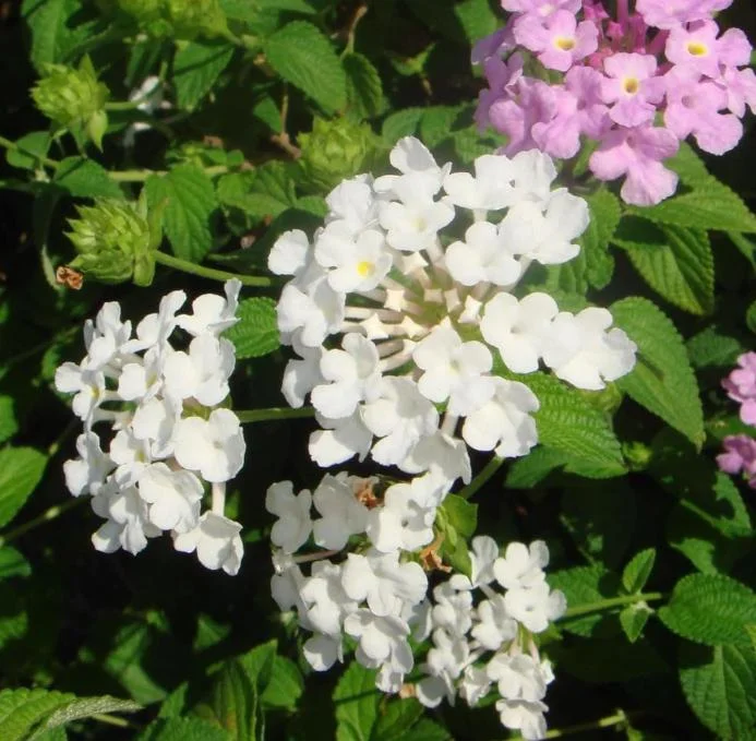 Set of 4 White Trailing Lantana Live Plants – 4-6” Tall – Flowering Groundcover - Image 5