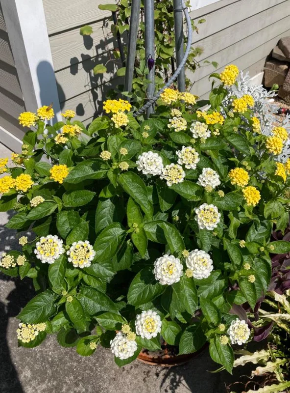 Set of 4 White Trailing Lantana Live Plants – 4-6” Tall – Flowering Groundcover - Image 6