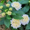 Set of 4 White Trailing Lantana Live Plants – 4-6” Tall – Flowering Groundcover - Image 1