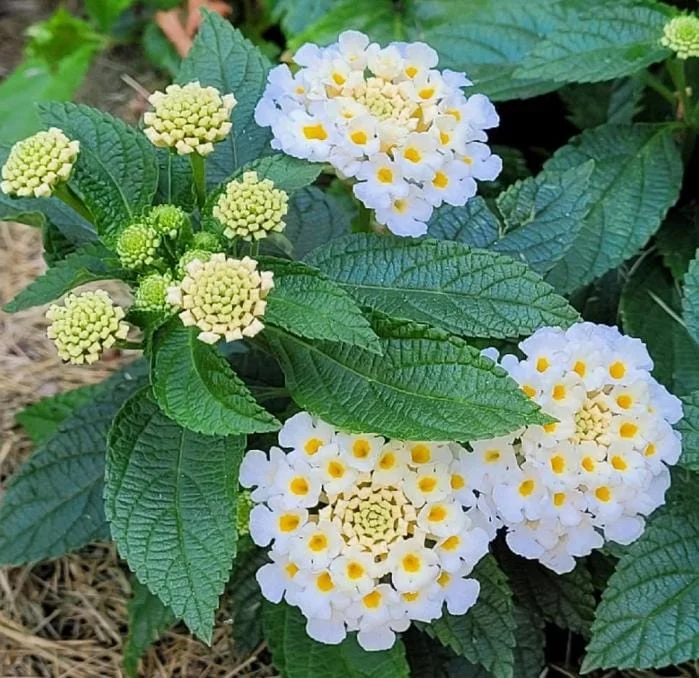 Set of 4 White Trailing Lantana Live Plants – 4-6” Tall – Flowering Groundcover - Image 1