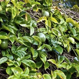 Set of 4 Yellow Passionfruit Live Plants - 3-6 inch Tall Edible Vine - Image 10