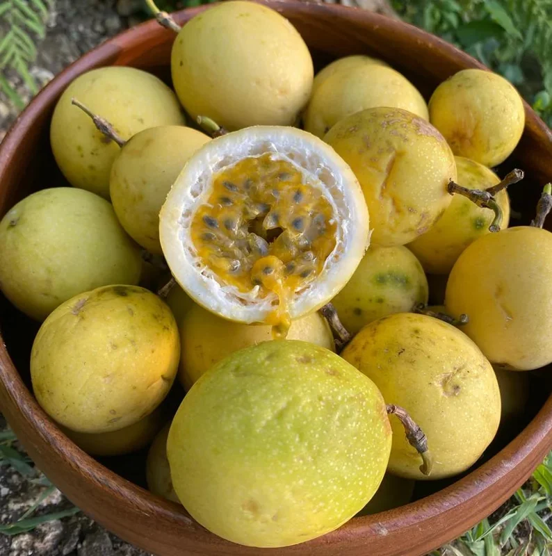 Set of 4 Yellow Passionfruit Live Plants - 3-6 inch Tall Edible Vine - Image 2