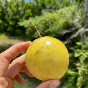 Set of 4 Yellow Passionfruit Live Plants - 3-6 inch Tall Edible Vine - Image 3