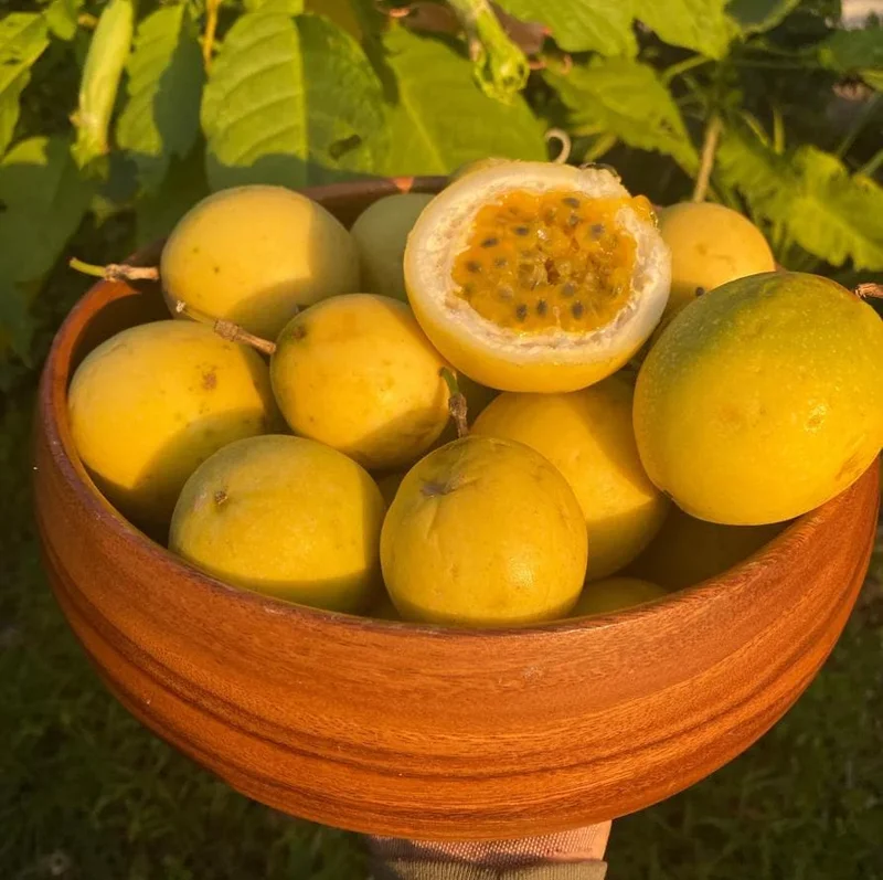 Set of 4 Yellow Passionfruit Live Plants - 3-6 inch Tall Edible Vine - Image 1