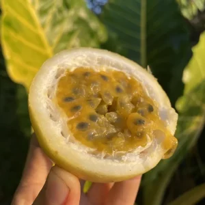 Set of 4 Yellow Passionfruit Live Plants - 3-6 inch Tall Edible Vine - Image 4