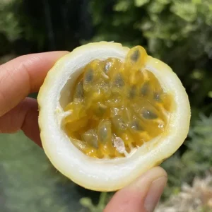 Set of 4 Yellow Passionfruit Live Plants - 3-6 inch Tall Edible Vine - Image 5