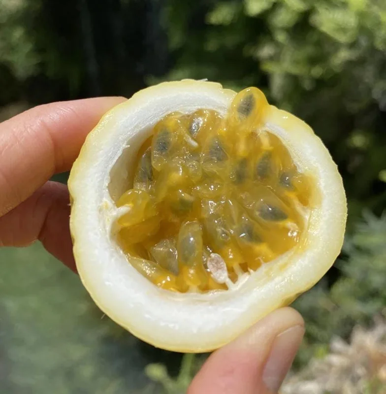 Set of 4 Yellow Passionfruit Live Plants - 3-6 inch Tall Edible Vine - Image 5