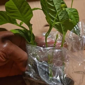 Set of 4 Yellow Passionfruit Live Plants - 3-6 inch Tall Edible Vine - Image 7