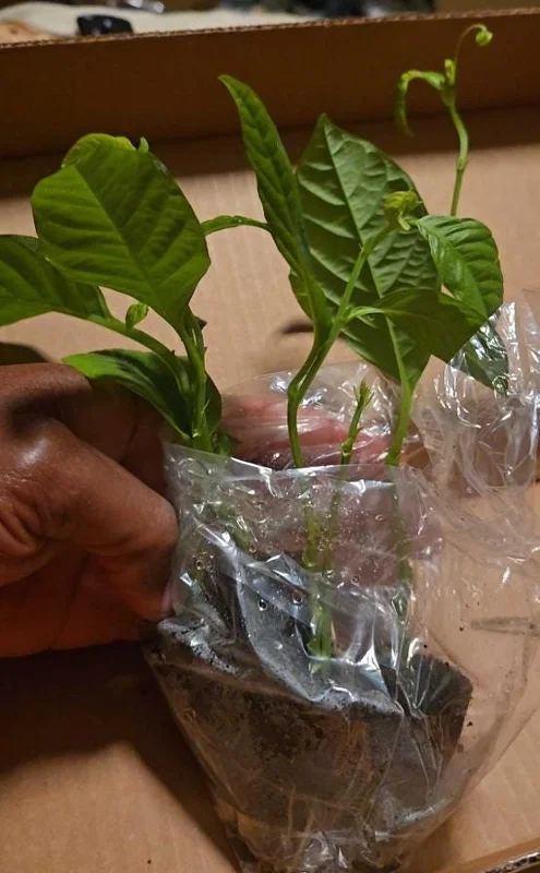 Set of 4 Yellow Passionfruit Live Plants - 3-6 inch Tall Edible Vine - Image 7