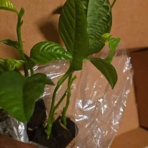 Set of 4 Yellow Passionfruit Live Plants - 3-6 inch Tall Edible Vine - Image 8