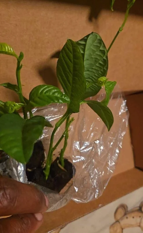 Set of 4 Yellow Passionfruit Live Plants - 3-6 inch Tall Edible Vine - Image 8