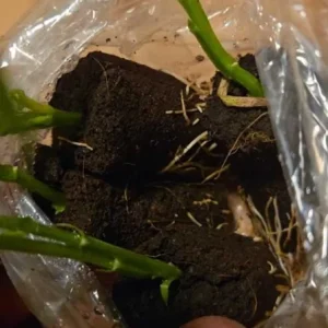 Set of 4 Yellow Passionfruit Live Plants - 3-6 inch Tall Edible Vine - Image 9