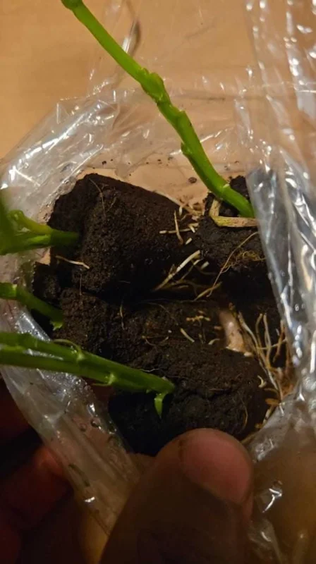 Set of 4 Yellow Passionfruit Live Plants - 3-6 inch Tall Edible Vine - Image 9