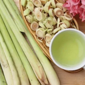 Set of 5 Live Lemongrass Plants - 4-8 Inch Tall Cymbopogon citratus Herb - Image 3