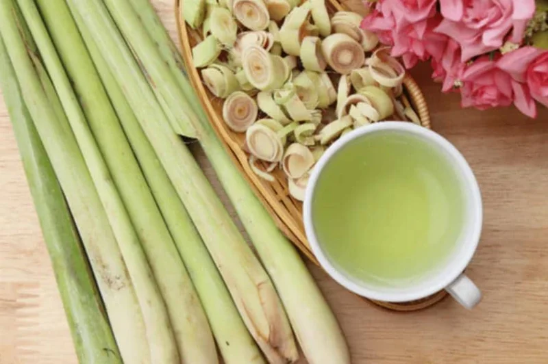 Set of 5 Live Lemongrass Plants - 4-8 Inch Tall Cymbopogon citratus Herb - Image 3