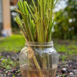 Set of 5 Live Lemongrass Plants - 4-8 Inch Tall Cymbopogon citratus Herb - Image 4