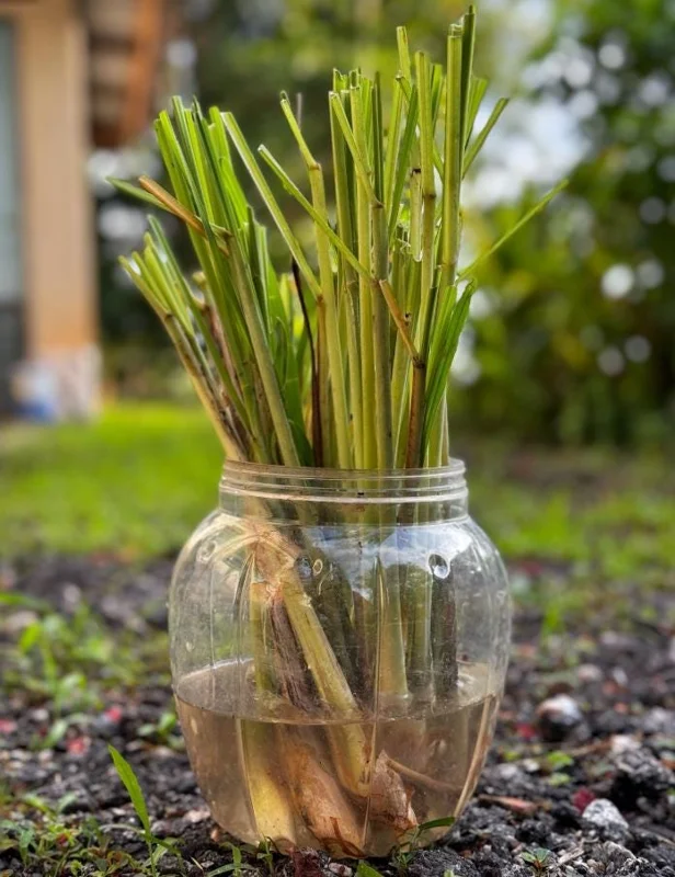 Set of 5 Live Lemongrass Plants - 4-8 Inch Tall Cymbopogon citratus Herb - Image 4