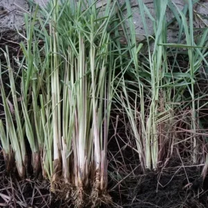 Set of 5 Live Lemongrass Plants - 4-8 Inch Tall Cymbopogon citratus Herb - Image 5