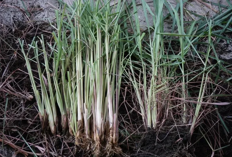 Set of 5 Live Lemongrass Plants - 4-8 Inch Tall Cymbopogon citratus Herb - Image 5