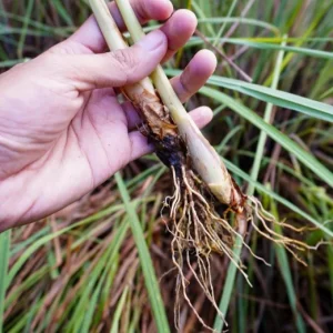 Set of 5 Live Lemongrass Plants - 4-8 Inch Tall Cymbopogon citratus Herb - Image 6