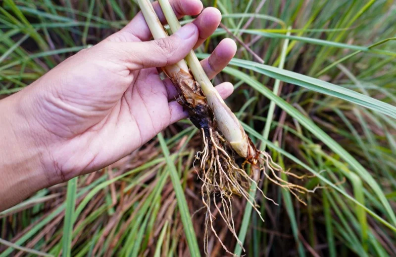 Set of 5 Live Lemongrass Plants - 4-8 Inch Tall Cymbopogon citratus Herb - Image 6