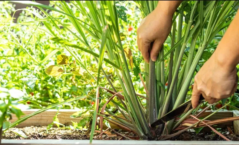 Set of 5 Live Lemongrass Plants - 4-8 Inch Tall Cymbopogon citratus Herb - Image 7