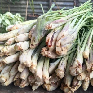 Set of 5 Live Lemongrass Plants - 4-8 Inch Tall Cymbopogon citratus Herb - Image 8