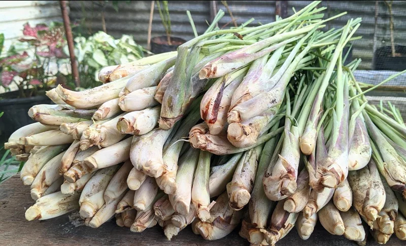 Set of 5 Live Lemongrass Plants - 4-8 Inch Tall Cymbopogon citratus Herb - Image 8