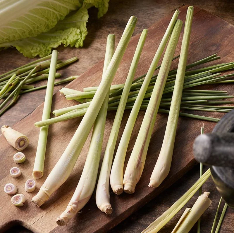 Set of 5 Live Lemongrass Plants - 4-8 Inch Tall Cymbopogon citratus Herb - Image 1