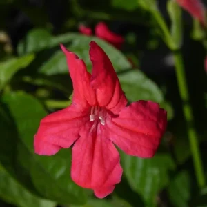 Set of 6 Brazilian Red Ruellia Live Plants – 3-6